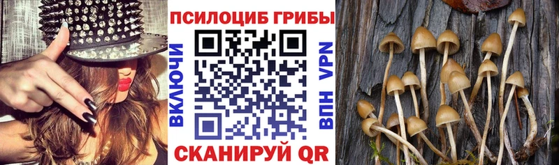 площадка наркотические препараты  продажа наркотиков  Заволжск  Галлюциногенные грибы Psilocybine cubensis 